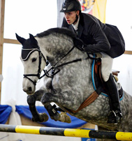 Picture: 10 yo mare by Calido successfully shown up to 1.50m