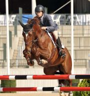 Picture: 8 yo gelding by Celentano showing successfully in 1,30m