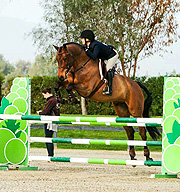 Picture: 8 yo gelding by Lancado, showing successfully in the big eq