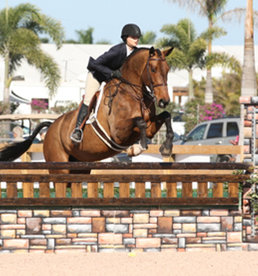 Picture: 7 yo gelding by Nekton showing successfully in the big eq. classes