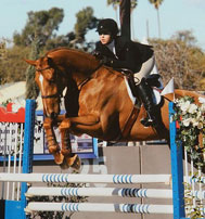 Picture: 9 yo gelding by Embassy, showing successfully in big eq.